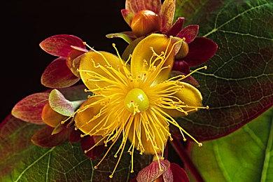 《刺客信条：影》不强迫玩家用黑人武士 一直用女忍没问题